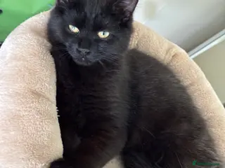 Mixed Breed cats kitten - Advert 2