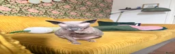 Sphynx cats for sale: Mother and daughter sphnyx - Advert 3