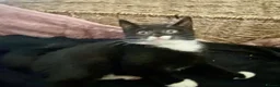 Mixed Breed cats for sale: Beautiful black & white kittens ready to go!  - Advert 5