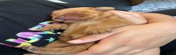 Labrador Retriever dogs for sale: Red Fox Labrador Retriever puppies for sale kc reg in Bath - Advert 3