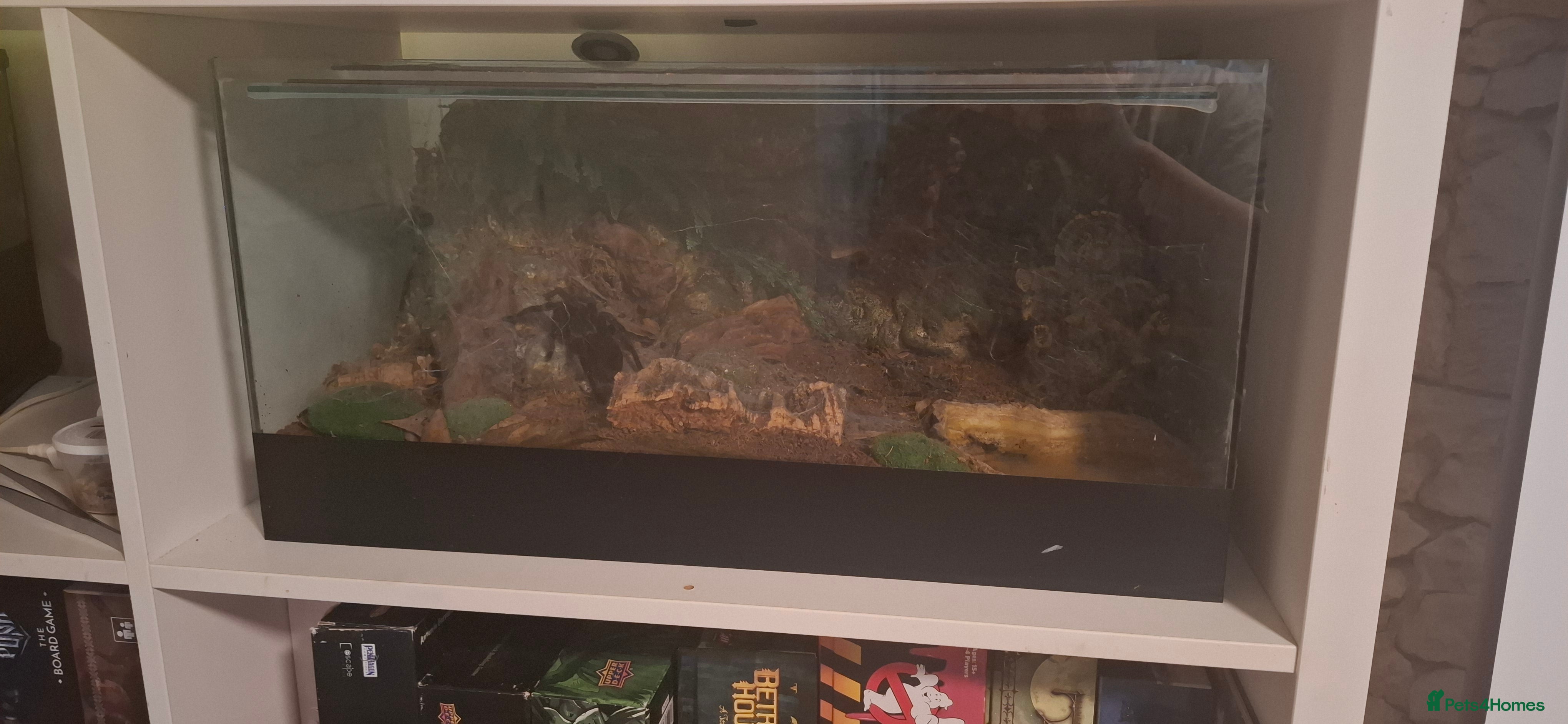 Spiders invertebrates Tarantulas for rehoming bird eater, red rump - Advert 1