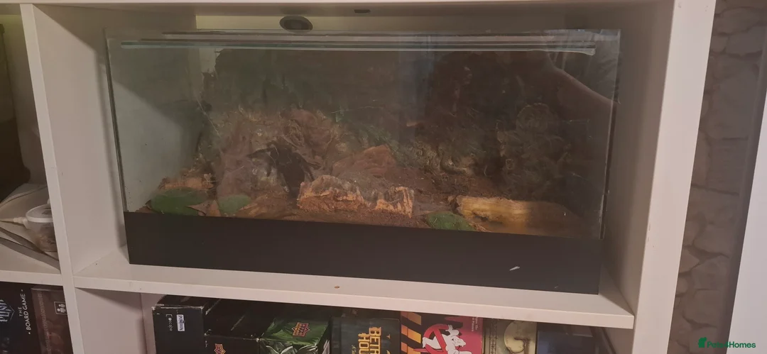 Spiders invertebrates for sale: Tarantulas for rehoming bird eater, red rump - Advert 1