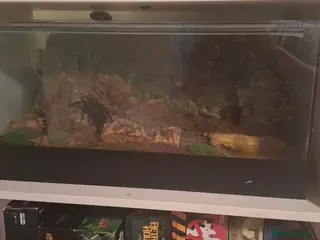 Spiders invertebrates Tarantulas for rehoming bird eater, red rump - Advert 1