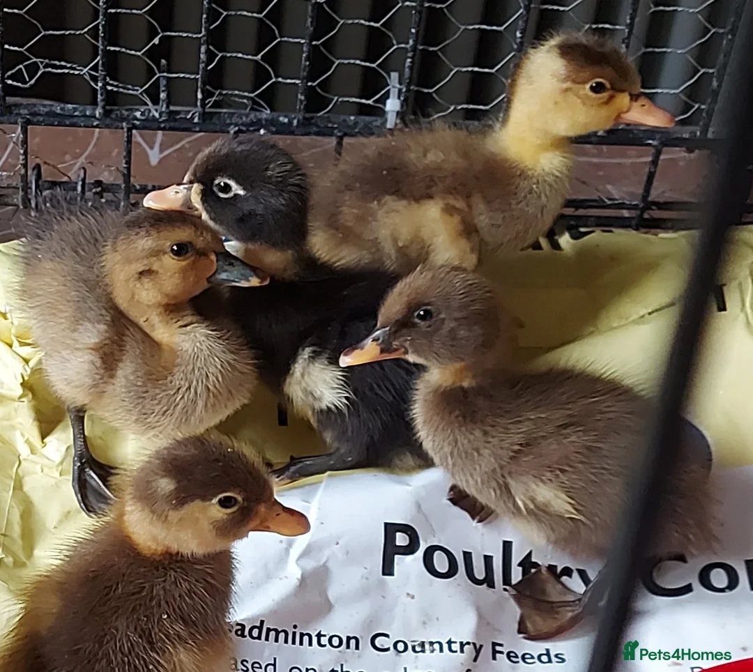 Ducks poultry for sale: Runner Ducklings-unsexed - Advert 3