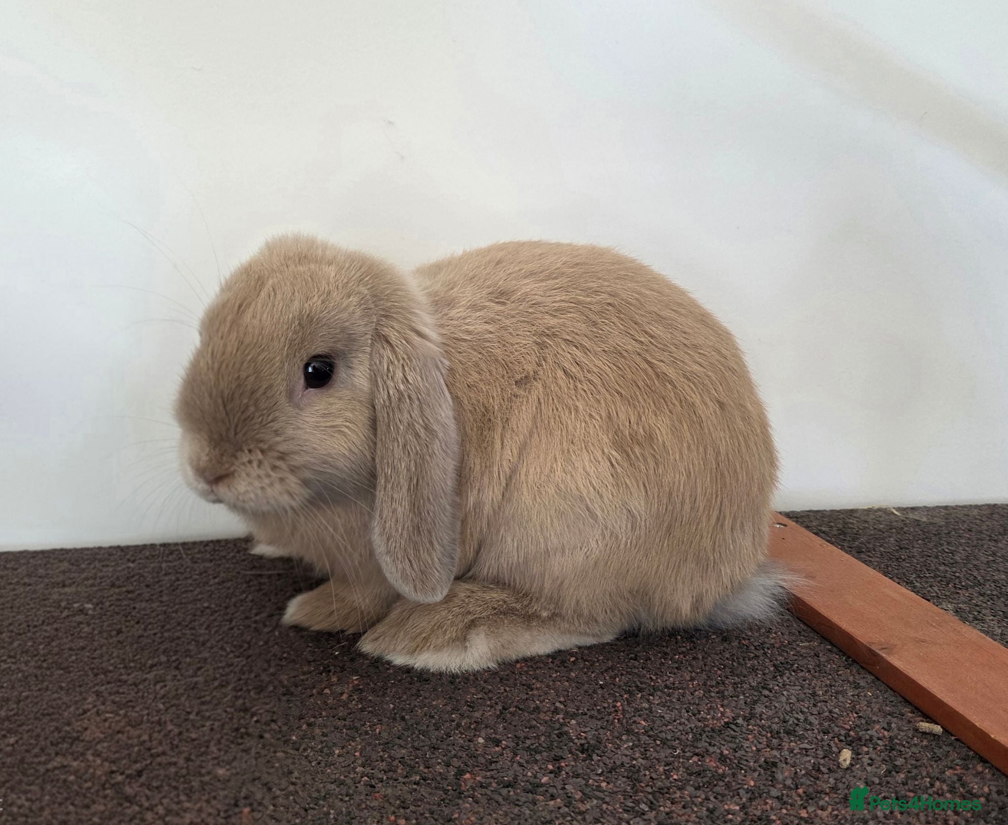 Mini Lop rabbits Pure Bred Mini Lop Buck - Ready Now (1 remaining) - Advert 1