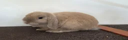 Mini Lop rabbits for sale: Pure Bred Mini Lop Buck - Ready Now (1 remaining) - Advert 1