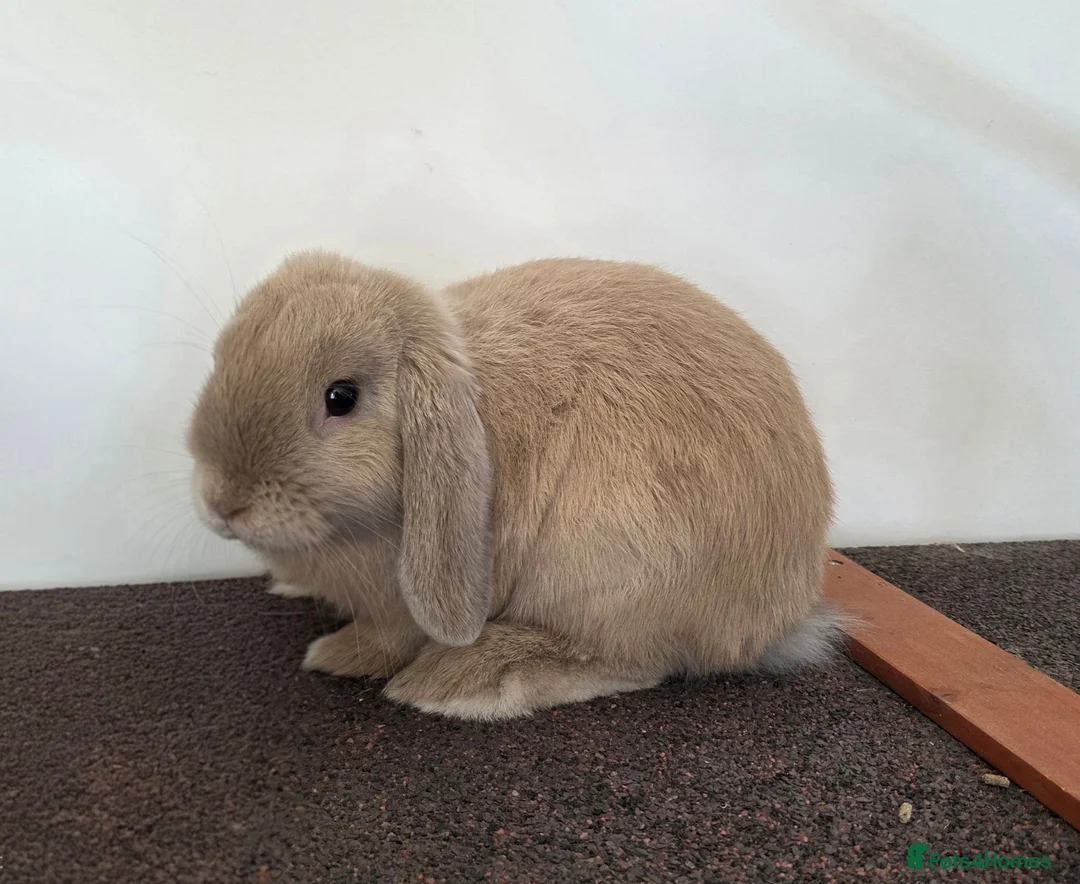 Mini Lop rabbits for sale: Pure Bred Mini Lop Buck - Ready Now (1 remaining) - Advert 1