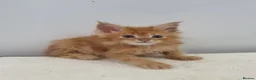 Maine Coon cats for sale: GCCF registered Maine Coon Pedigree Kitten  - Advert 13
