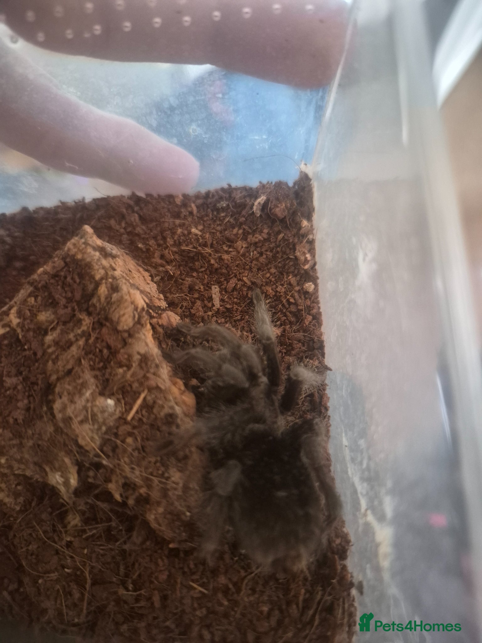 Tarantulas invertebrates Grammostola pulchra  - Advert 5