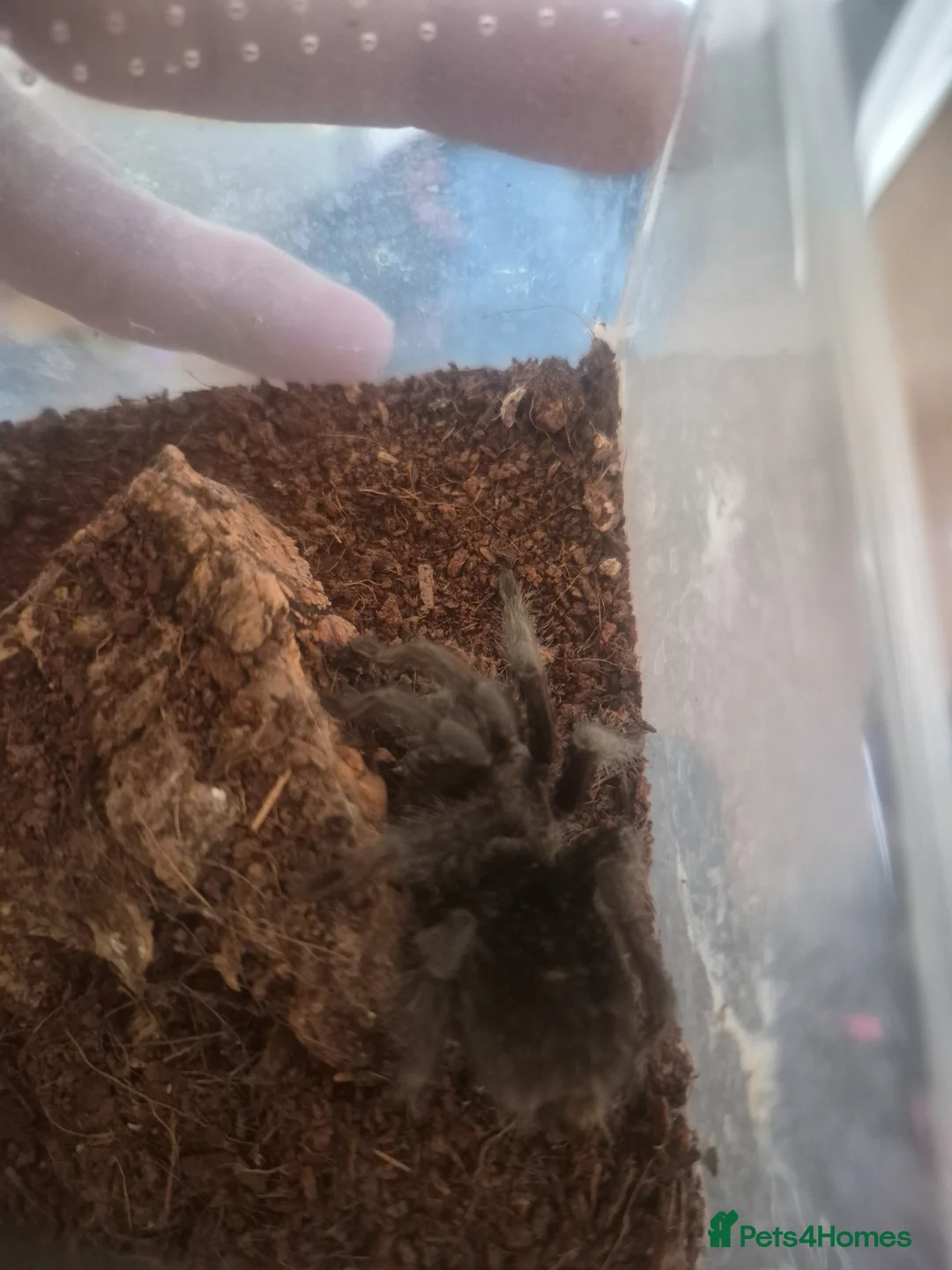 Tarantulas invertebrates for sale: Grammostola pulchra  - Advert 1