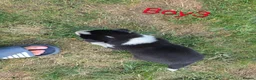 Siberian Husky dogs for sale: Siberian husky  - Advert 7