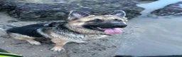 German Shepherd dogs for sale: Male German Shepherd- sad rehome  - Advert 4