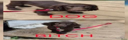 Sprocker dogs for sale: Sproker Puppies  - Advert 5