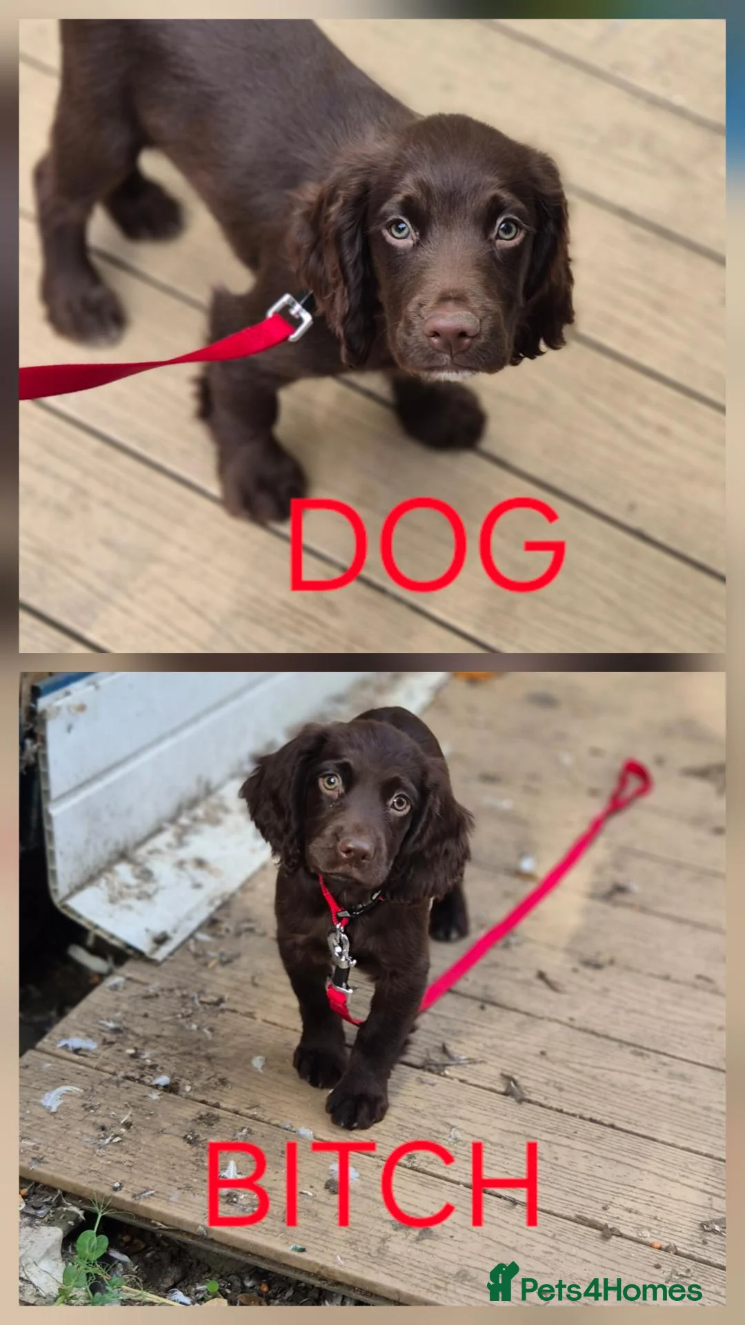 Sprocker dogs for sale: Sproker Puppies  - Advert 5