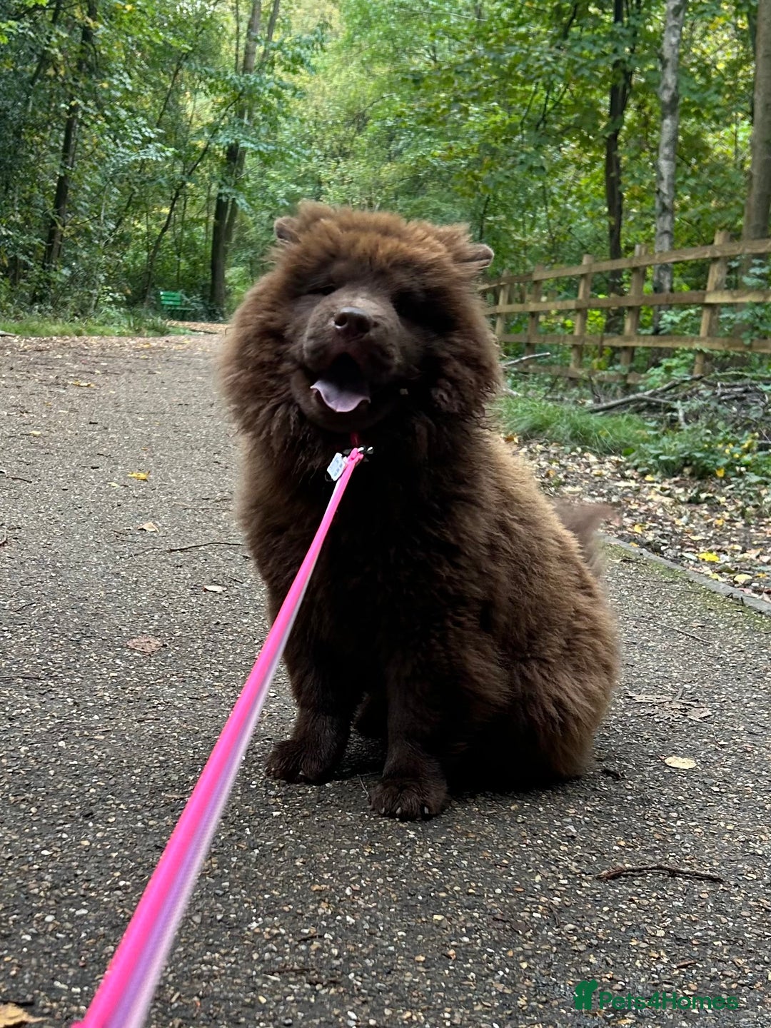 Chow Chow dogs for sale: Chocolate chow chow - Image 10