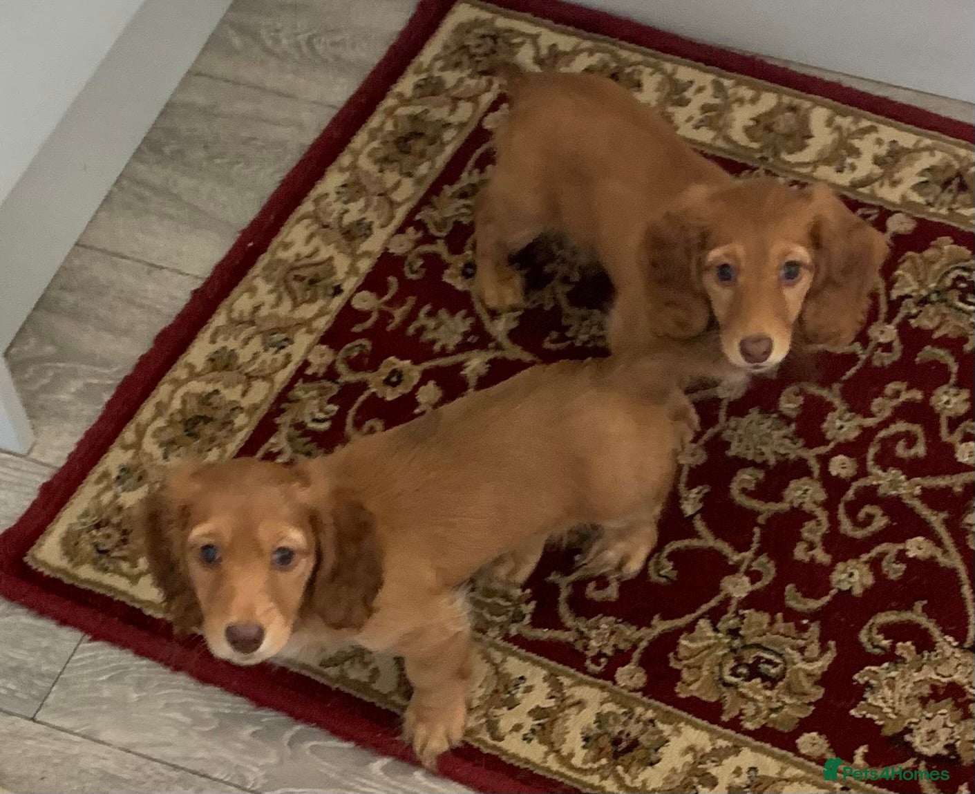 Dachshund dogs for sale: Last 2 Miniature longhaired dachshund Puppies - Advert 17