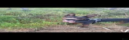 Chinese Red Dog dogs for sale: Chinese Red Dog for sale with heavy heart 💔 - Advert 8