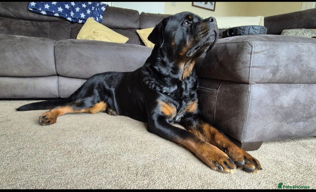 Rottweiler dogs Rottweiler male 4 years old needs new home!  - Advert 3