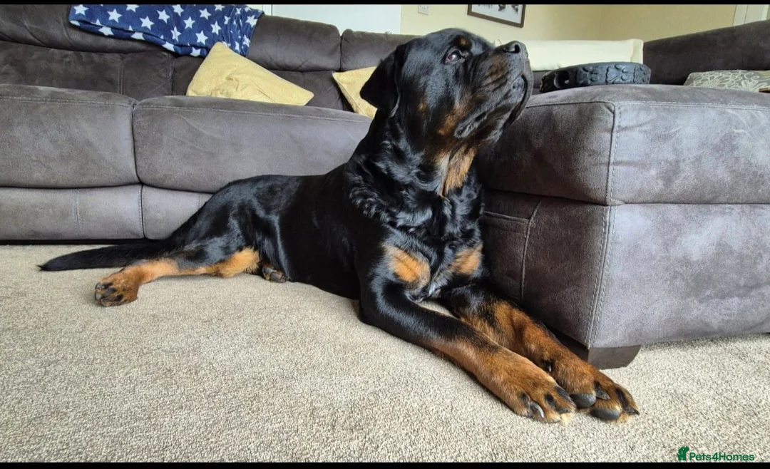 Rottweiler dogs for sale: Rottweiler male 4 years old needs new home!  - Advert 1