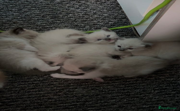 Ragdoll cats - Advert 7