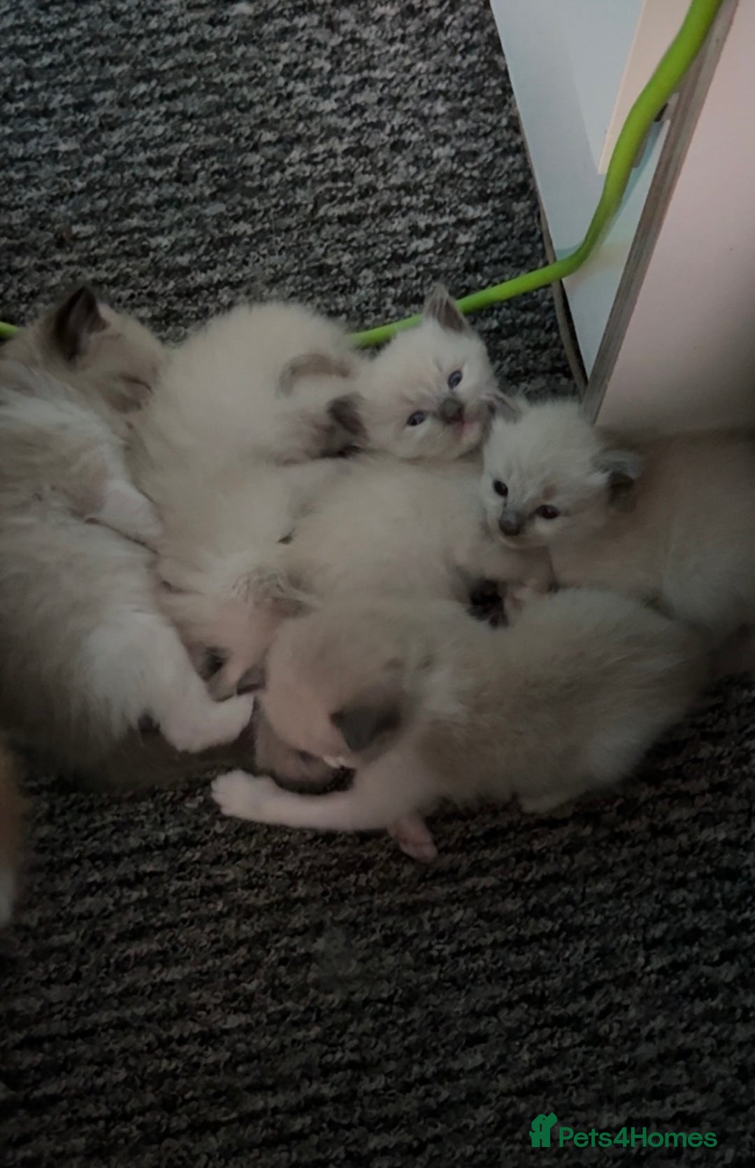 Ragdoll cats for sale: Ragdoll kittens for sale in Romford - Image 1