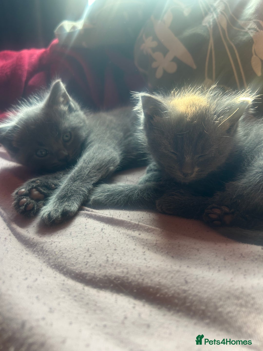Ragdoll cats for sale: 2 adorable 1/4 ragdoll kittens available  - Image 7
