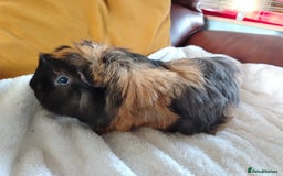 Guinea Pig rodents for sale: Herd of Guinea Pigs - Image 14