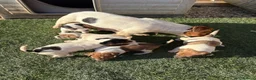 Jack Russell dogs for sale: 6 beautiful Jack russle puppies  in Bristol - Advert 6