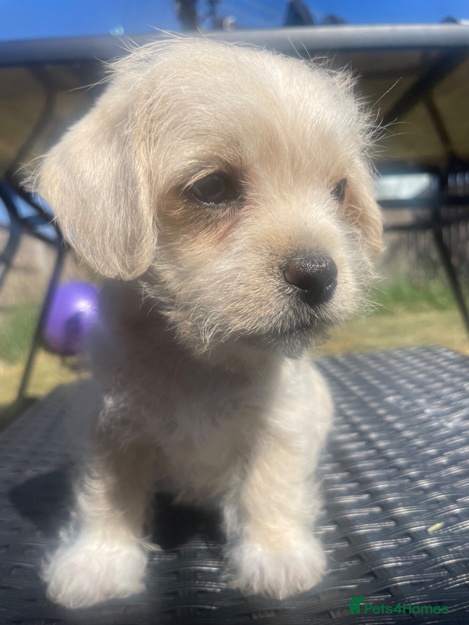 Maltipoo dogs  🐶 Smallest GIRL READY TODAY - Advert 2
