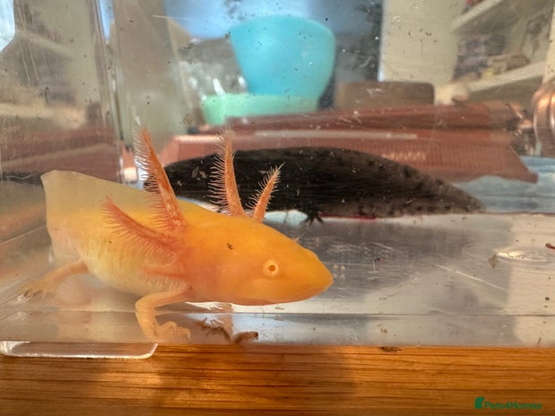 Other/Mixed Breed fish - Advert 1