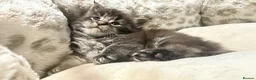 Maine Coon cats for sale: Maine coon - Advert 23