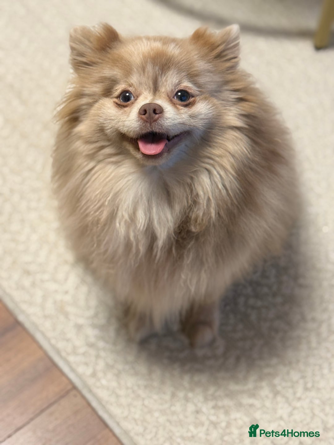 Pomeranian dogs for sale: Small & Fluffy Pomeranian Puppies Ready to Reserve - Advert 22