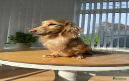 Miniature Dachshund dogs for sale: Kc miniature dachshund cream adult boy  - Image 5