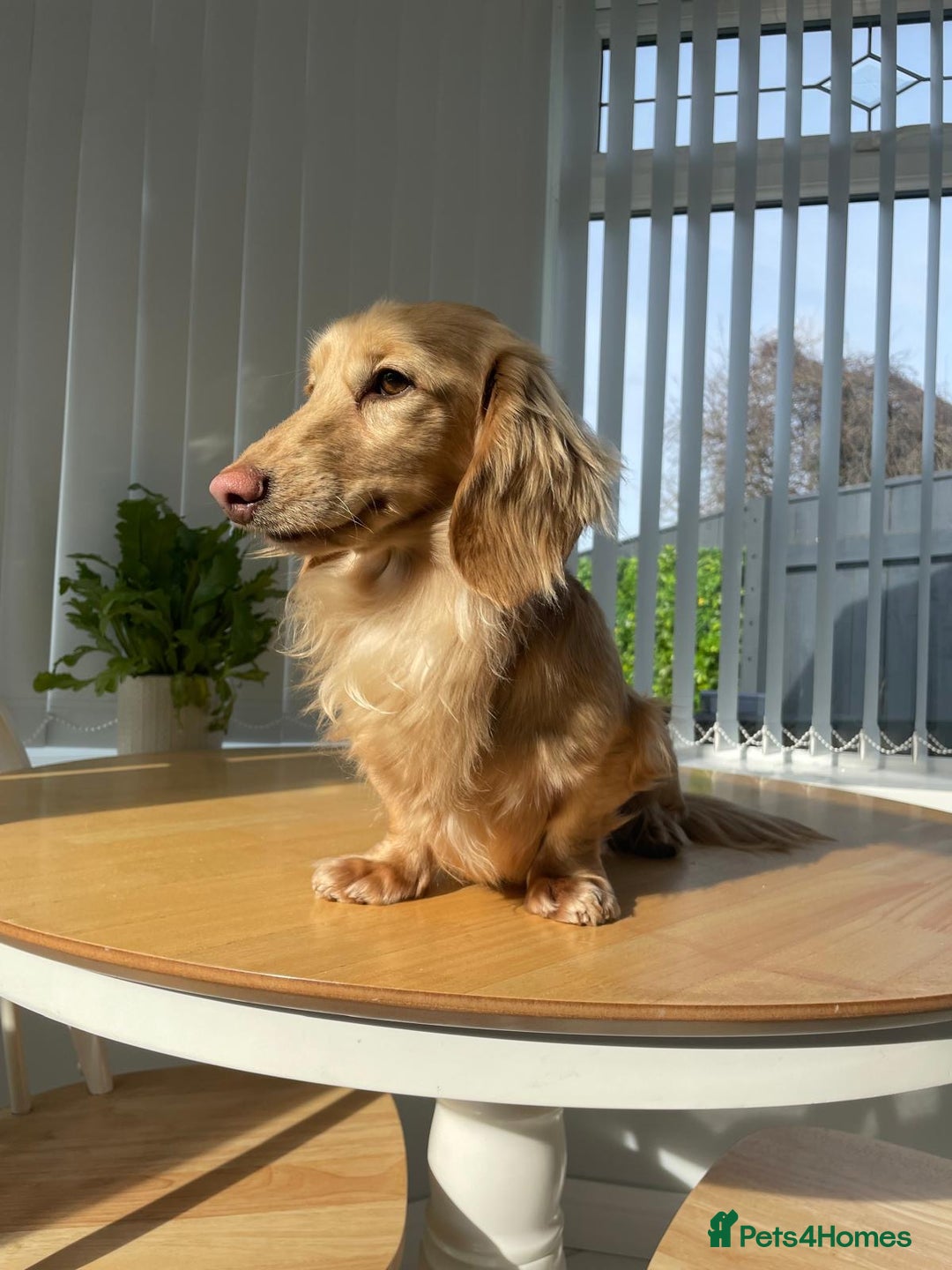 Miniature Dachshund dogs for sale: Kc miniature dachshund cream adult boy  - Image 5