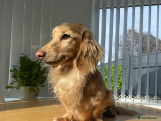 Miniature Dachshund dogs - Advert 16