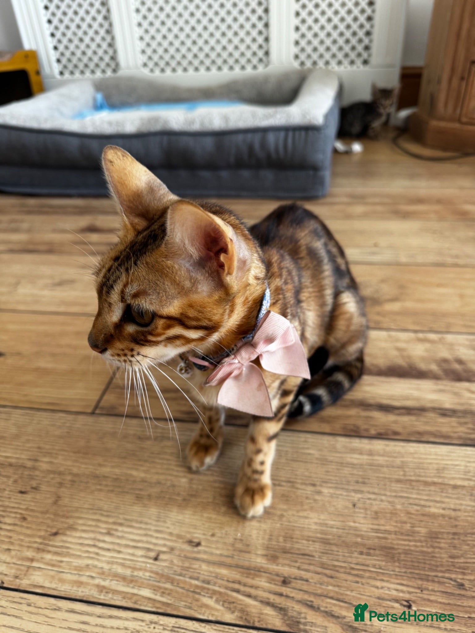 Mixed Breed cats Gorgeous Mixed Bengal Kittens - Advert 4