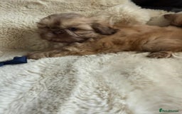 Shih Tzu dogs for sale: 4 imperial shih Tzu beautiful boys  - Image 21