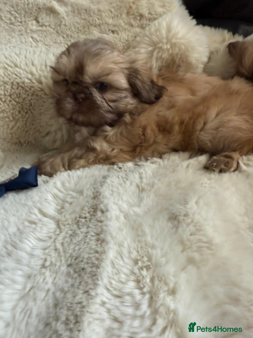 Shih Tzu dogs for sale: 4 imperial shih Tzu beautiful boys  - Image 21