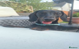 Dachshund dogs for sale: 2 dachshund puppies (price is for both) - Image 5