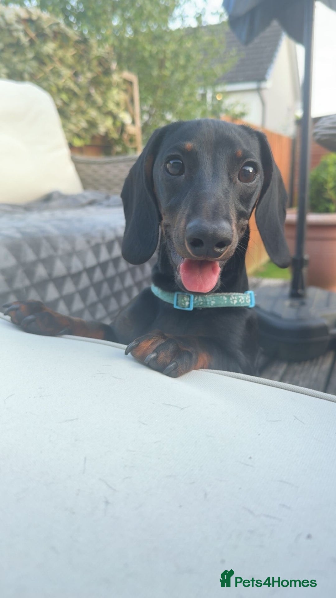 Dachshund dogs for sale: 2 dachshund puppies (price is for both) - Image 5