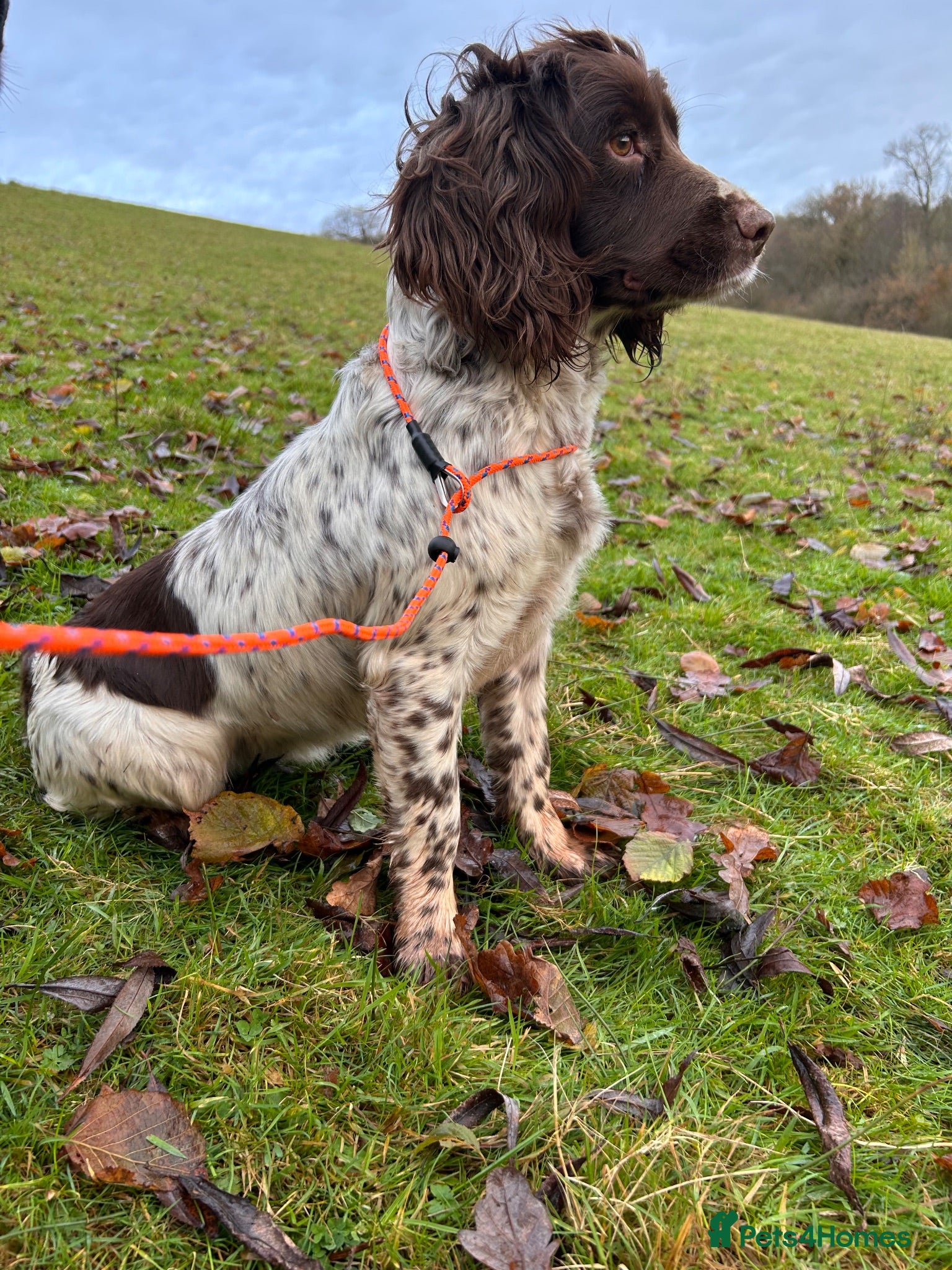 English Springer Spaniel dogs KC Registered Black & White ESS Puppies - Advert 1