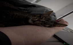 Bengal cats for sale: 3 year old loving Bengal cross needs a new home - Image 2