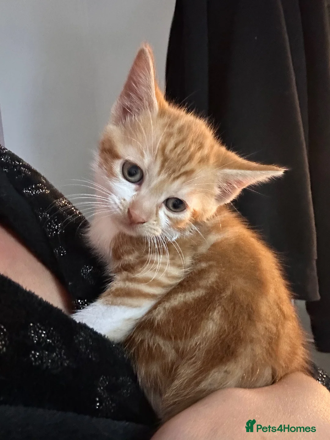 Mixed Breed cats for sale: 2 Male and 1 Female Kitten. - Advert 9