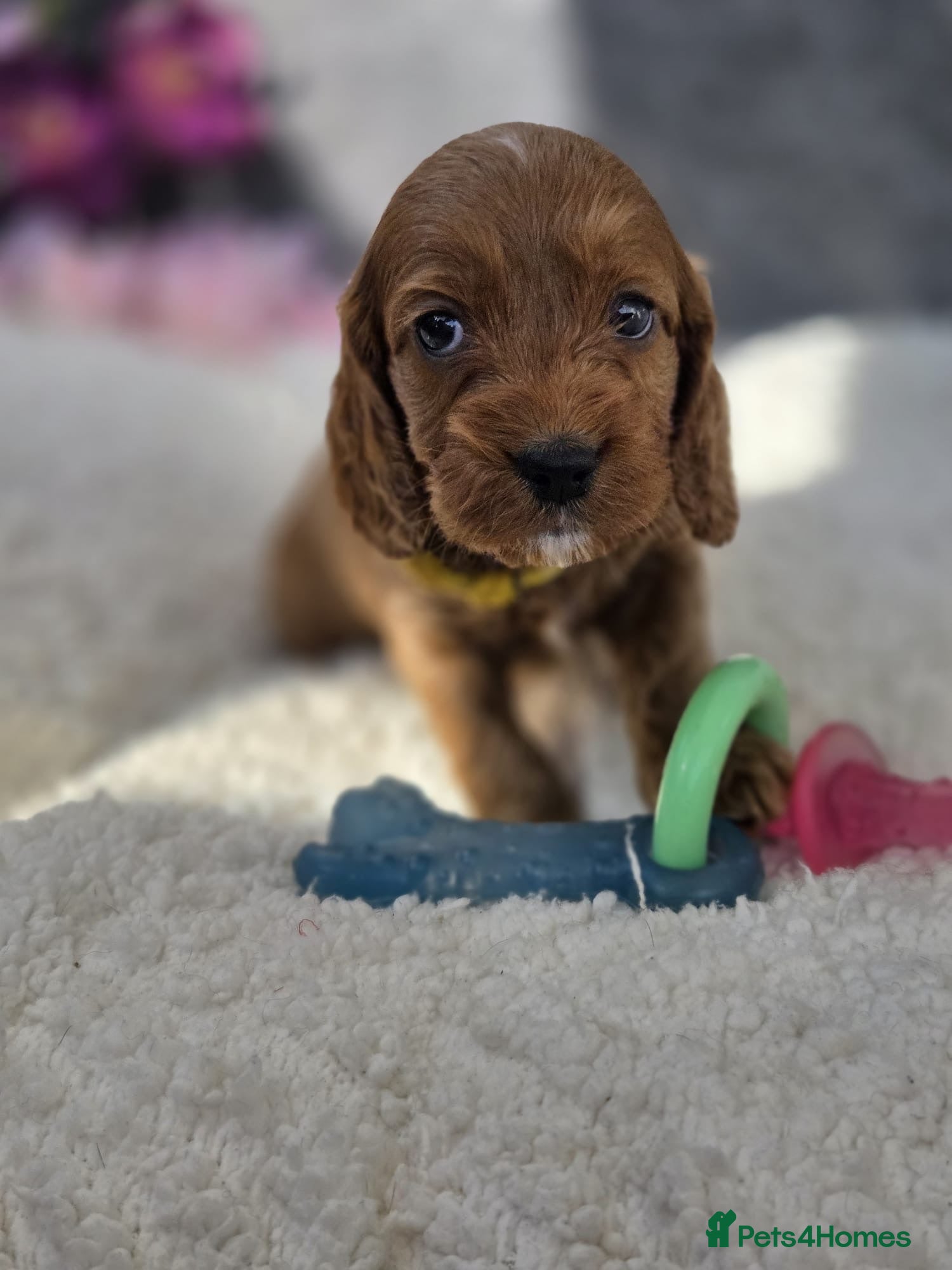 Cockapoo dogs Gorgeous cockapoo pups - Advert 1