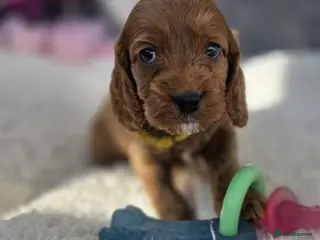 Cockapoo dogs Gorgeous cockapoo pups - Advert 1