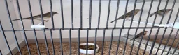 Finches birds for sale: This years goldfinch mules - Advert 4
