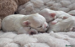 Maltese dogs for sale: ✨💫Tiny Exquisite Bambelina Maltese 💫✨ - Image 9