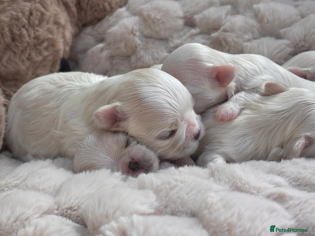 Maltese dogs for sale: ✨💫Tiny Exquisite Bambelina Maltese 💫✨ - Image 9