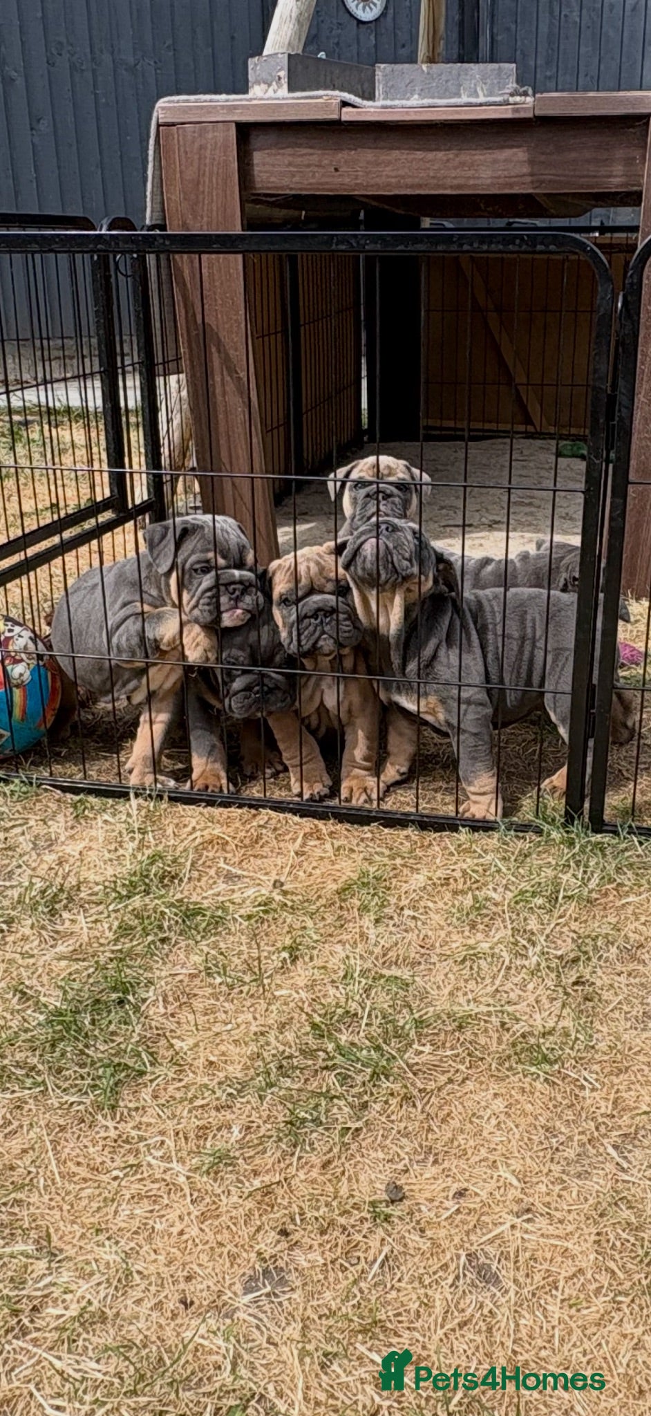 English Bulldog dogs Beefcake and Little Blue - Advert 4