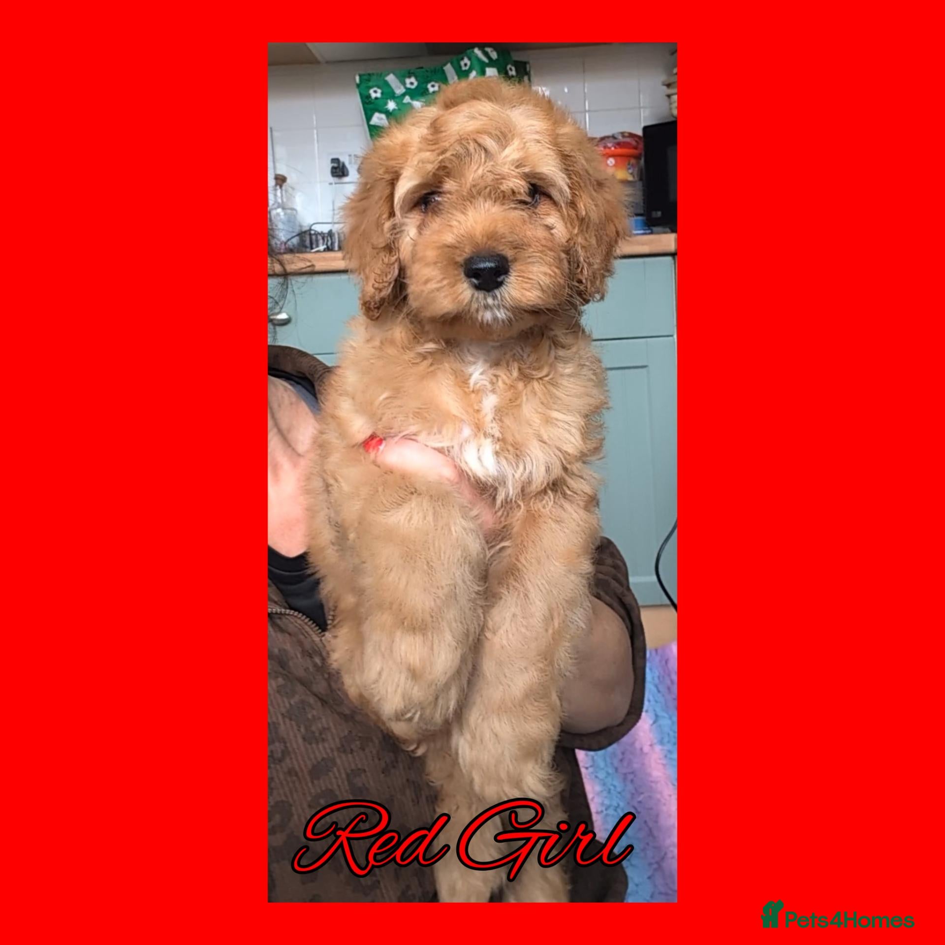 Cockapoo dogs READY NOW 3 x Red Cockapoo Girls For Sale - Advert 2
